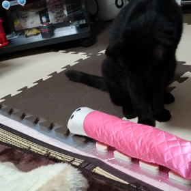 猫キッカーで遊んでる…と言うよりは戦い？の画像
