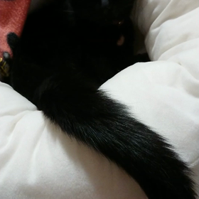 猫の日ですねの画像