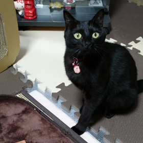 のあちゃん動画の画像