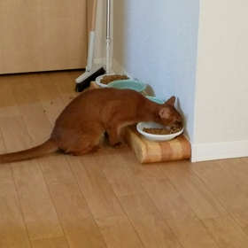 夏のお留守番。飼い主様が知らなかったこと・・の画像