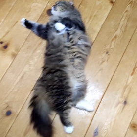 うちのねこちゃんず2の画像