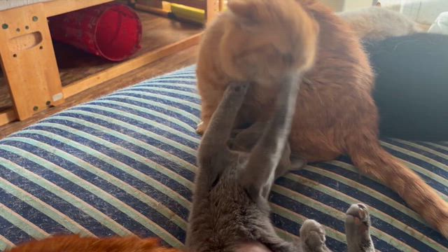 ぴかとみりの記事動画