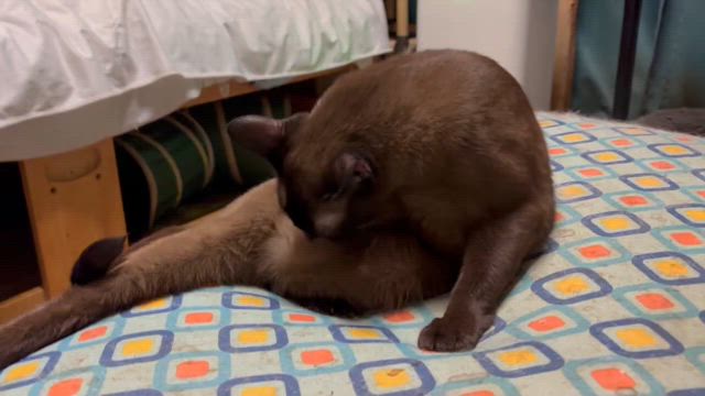 セクシーな毛づくろいの記事動画
