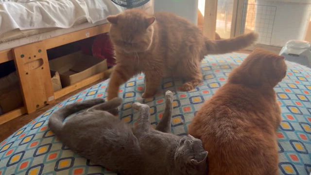 ぴかとみりの記事動画