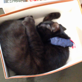 ねこパンチﾐｬｰ♪ヽ(∇⌒= )( =⌒∇)ﾉﾐｬｰ♪の画像