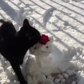 ちょっと切ない？ねこ (๑ↀᆺↀ๑)✧動画を作ってみました♪の画像