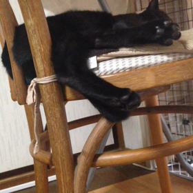 寝ボケ猫のお返事♪(ΦдΦ)の画像