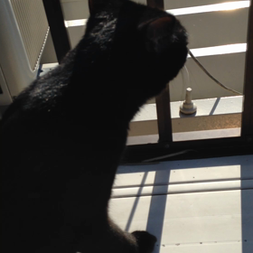 黒ねことのび〜る影。。。(ΦдΦ)の画像