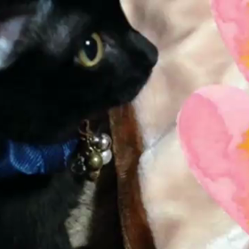 お返事ねこ(๑ↀᆺↀ๑)✧の画像