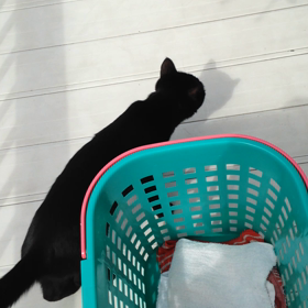 黒ねこ(ΦдΦ)ベランダパラダイスwの画像