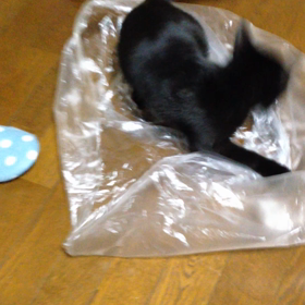 スライディング猫【動画】と不具合？？？の画像