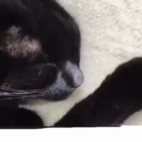 昭和の曲 ฅ( ̳• ·̫ • ̳ฅ)にゃ♡の画像