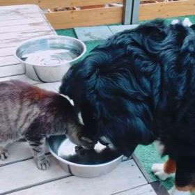 犬とネコはなかよしですの画像