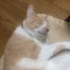 ねぼけてる  ？の画像