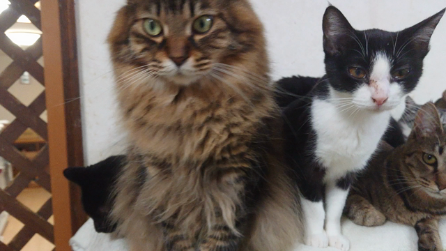 移動するとあわてて移動する猫達の記事動画