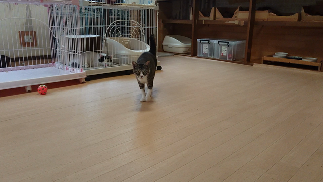 サマーカットの記事動画