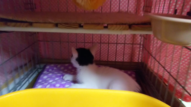 子猫のエイズ検査について（みみしろくんの写真＆動画あり）の記事動画