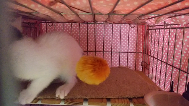 子猫のエイズ検査について（みみしろくんの写真＆動画あり）の記事動画