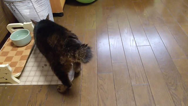 動けなくなったじじくん③の記事動画