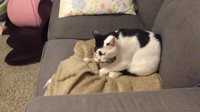 メイちゃん正式譲渡の記事動画