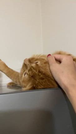 【1/26参加猫紹介②】第37回ねこのおうちさがし＠大泉緑地の記事動画