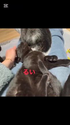【6/8参加猫紹介① 】第41回ねこのおうちさがし＠大泉緑地の記事動画