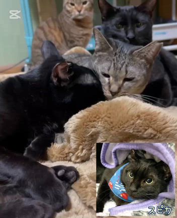 【6/8参加猫紹介① 】第41回ねこのおうちさがし＠大泉緑地の記事動画