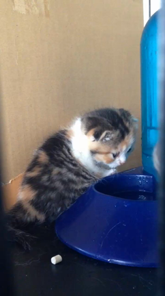 スコティッシュ子猫の記事動画