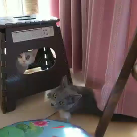 幸せ便り〜さくらちゃん〜の画像