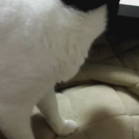 超サイヤ人ならぬ超メカブに、だから超マムに・・・なりたいな。の画像