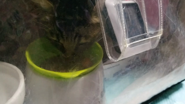 たまおの病状の記事動画