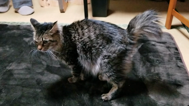 たまおの状況の記事動画
