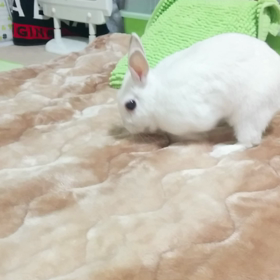 遊んでいますの画像