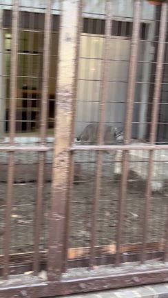 野生猫に会いに行く ＆ ２週連続アマオケ鑑賞の記事動画