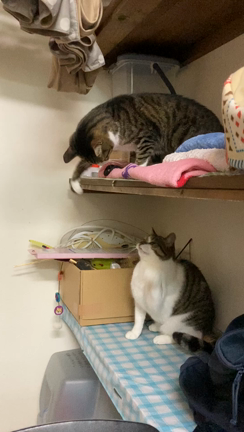 猫パンチの記事動画
