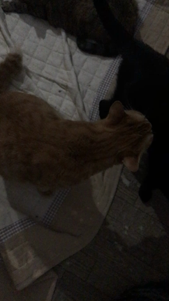 にゃん福滞在記の記事動画