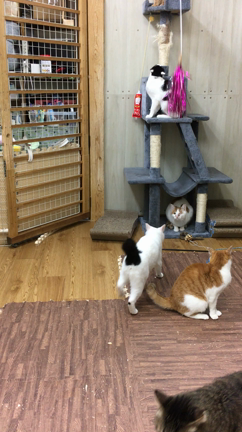 『いちこ』はんの大ジャンプの記事動画