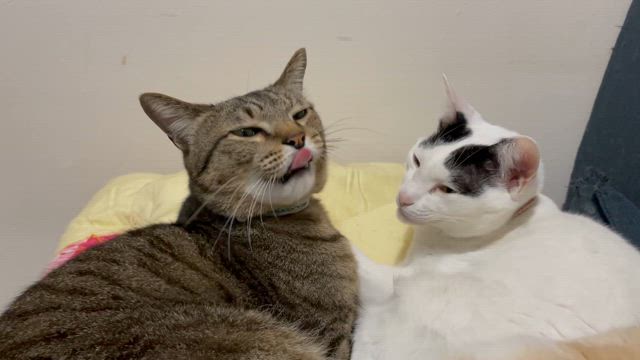 おススメ画像で泣けてすいか頭にがっくりの記事動画