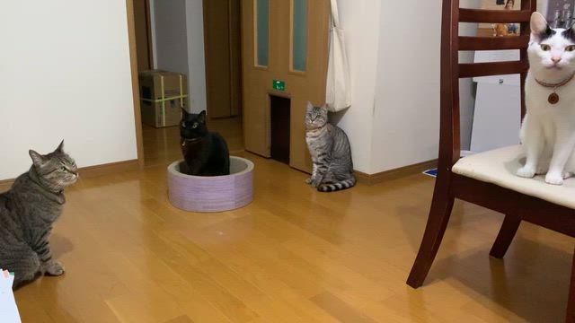 泣けちゃうね・・賑やかだったね・・の記事動画