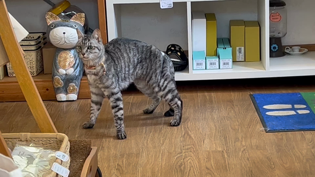 昨日は猫でるでるDayの記事動画