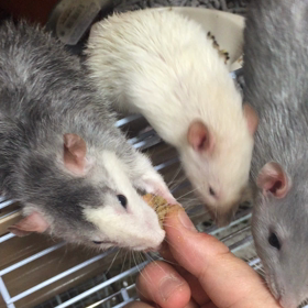 シマリスのご飯の画像