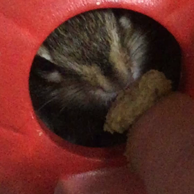 おはよう、テ ィーちゃんの画像