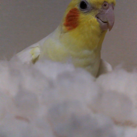 ピコピコ♪の画像