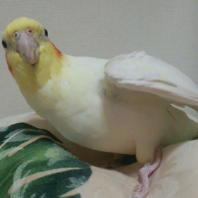 ピコピコピコ…♪の画像