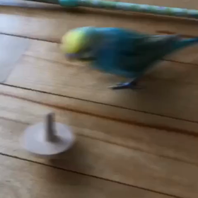 くーちゃん動画の画像