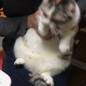 踊るヌコ♬の画像