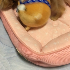 ポメちゃんは負けん気、やっぱり強いの画像