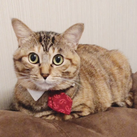 猫語を話したいの画像