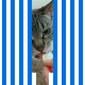 チュールの画像