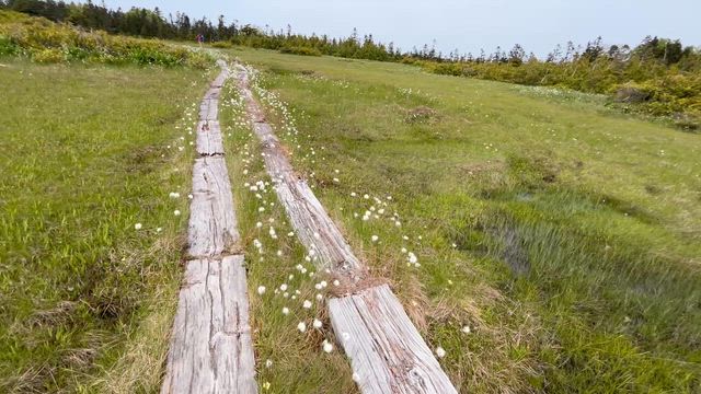 田代山のワタスゲは今年も美しい❗️昨年ほどじゃないけどの巻の記事動画